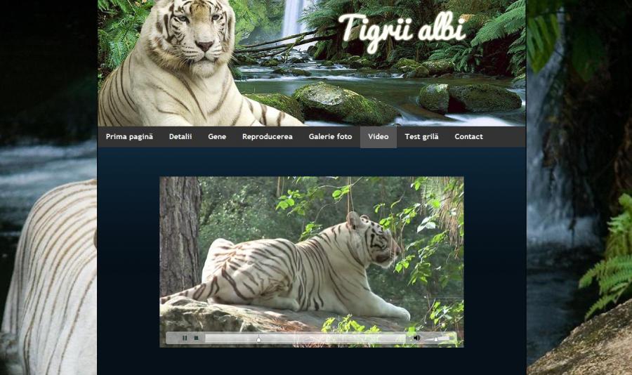 Atestat informatica Tigrii albi