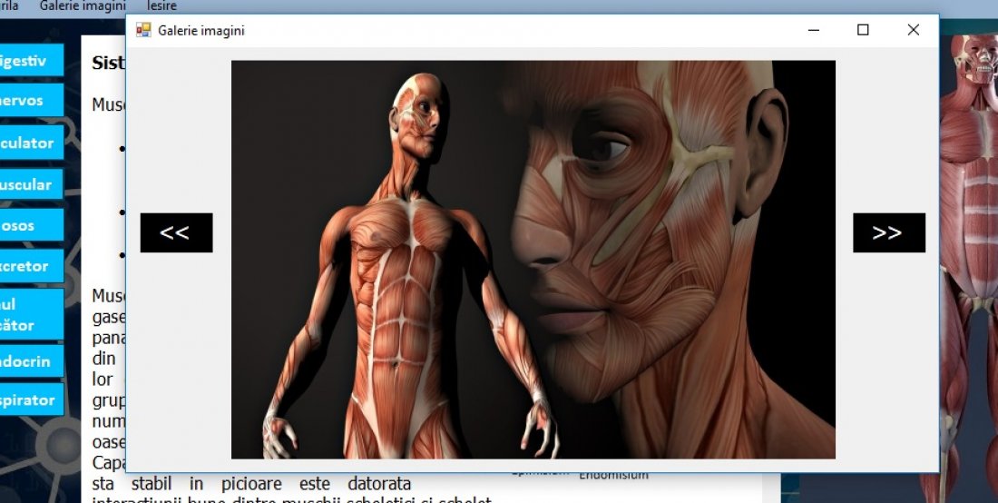Atestat informatica Anatomia si fiziologia corpului uman