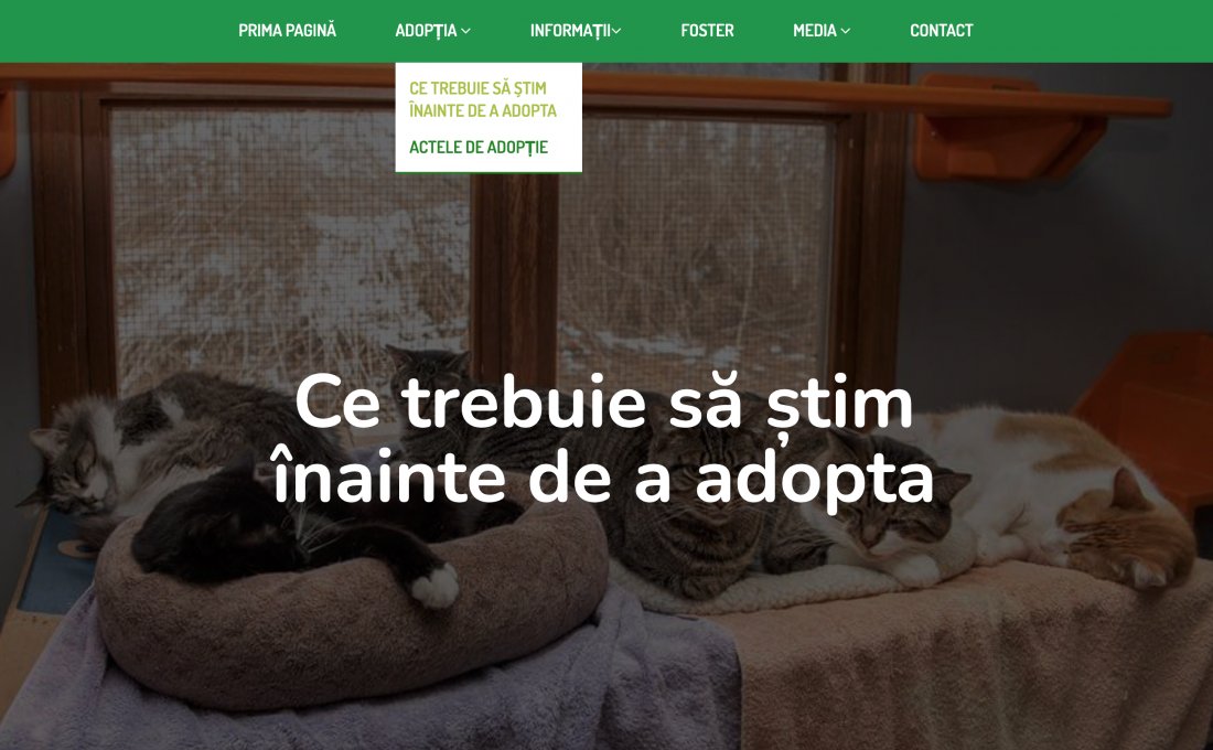 Atestat informatica Organizatie caritabila de salvare si ajutorare a pisicilor fara casa