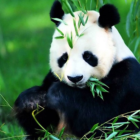 Atestat informatica Ursii Panda